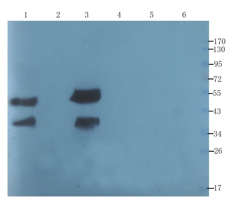 CLU antibody