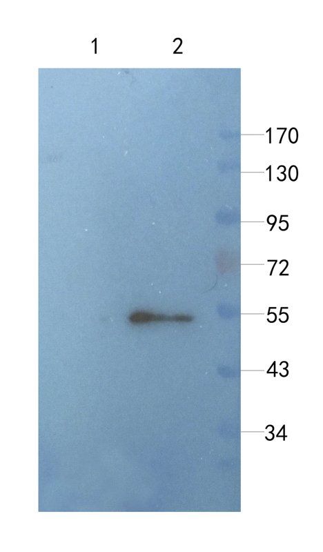 CLU antibody