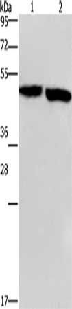 CLUAP1 antibody
