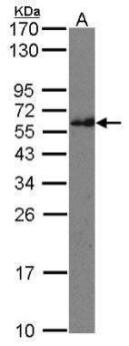 CMG1 antibody [C3], C-term