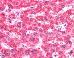 Goat anti-CMG1 / CCDC2 / IFT74 Antibody