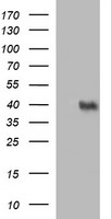 CMPK1 Antibody