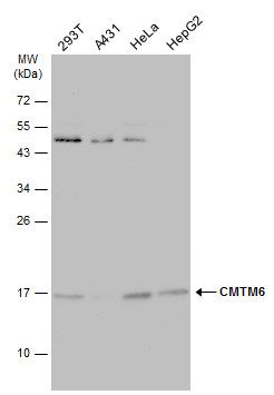 CMTM6 antibody