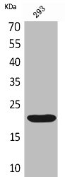 CMTM6 Antibody