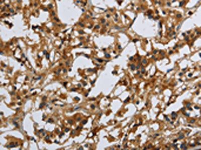 CMTM8 Antibody
