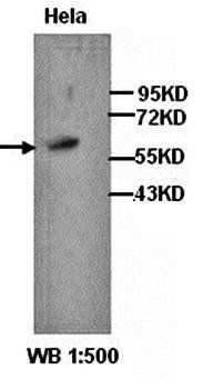 C-Myc Rabbit Polyclonal Antibody