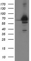 CNDP1 Antibody