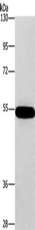 CNDP1 antibody