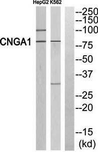CNGA1 Antibody