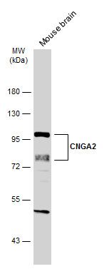 CNGA2 antibody