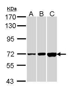 CNGA2 antibody [C1C3]