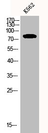 CNGA2 antibody