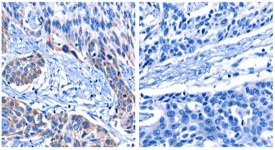 CNGA2 Antibody