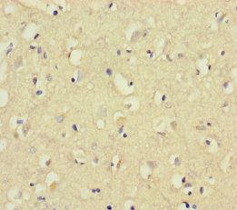 CNGA4 Antibody