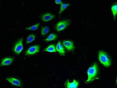 CNIH2 Antibody
