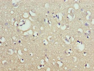 CNIH2 Antibody