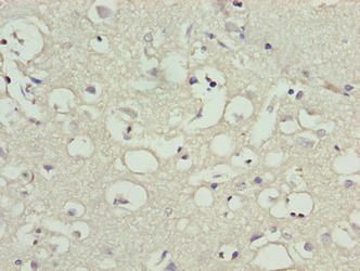 CNIH3 Antibody
