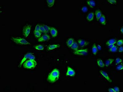 CNIH4 antibody