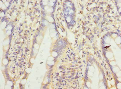 CNIH4 Antibody
