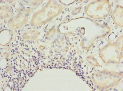 CNIH4 Antibody