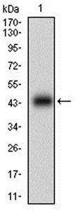 CNN1 Antibody