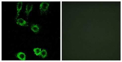 CNN2 Antibody