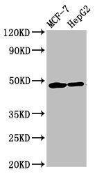 CNNM3 antibody
