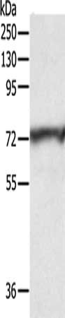CNNM3 antibody