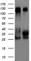 CNOT4 Antibody