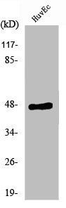 CNP antibody