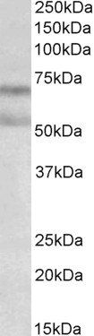 CB1 (aa44-58) Antibody