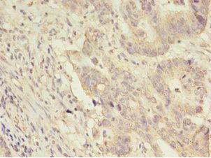 CNTFR Antibody