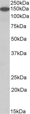 Goat anti-contactin 1 (aa585-870) Antibody