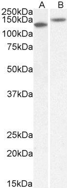 Goat anti-contactin 1 (aa585-870) Antibody