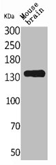 CNTN1 Antibody