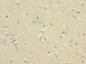 CNTN4 Antibody
