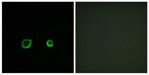 CNTN4 Antibody