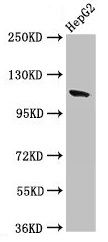 CNTN6 antibody