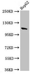 CNTN6 Antibody
