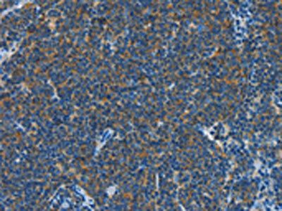 CNTNAP3 Antibody