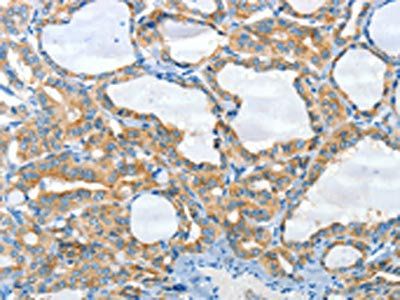 CNTNAP3 antibody