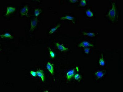 COA1 antibody