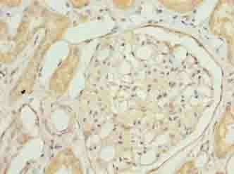 COA1 Antibody