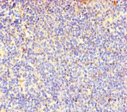COTL1 Antibody