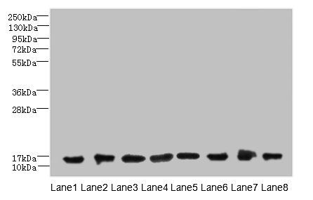 COTL1 Antibody
