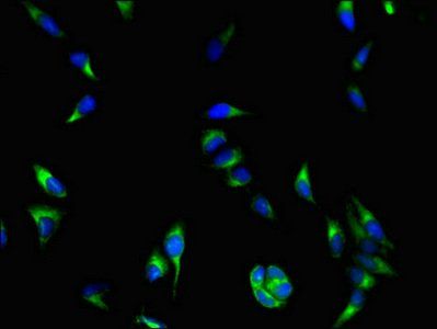 COASY Antibody