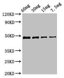 cobB Antibody