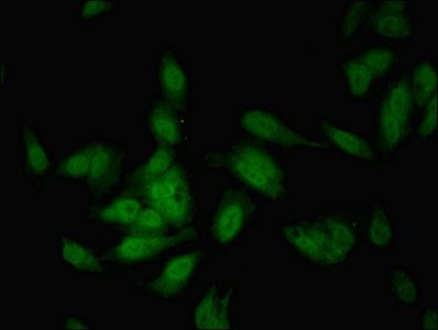 COBLL1 Antibody