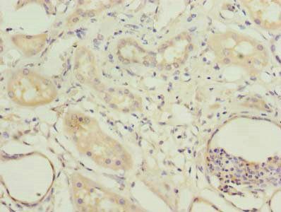 COBLL1 Antibody