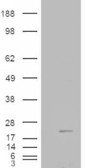 Goat anti-Cofilin 2 (muscle) Antibody